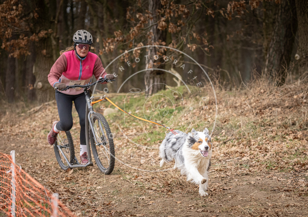 Pfotenfotografie_DV3A1997 | Hundefotografie, Tierfotograf, Pfotenfotografie, Fotoshooting Hund, Hunde Portrait, Hundesport, Hundeportraits, Heideshooting, Hunde, Sportfotograf, Hundefotograf, Turnierhundsport, THS,  - Realisiert mit Pictrs.com