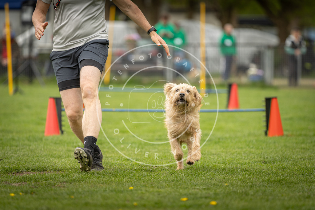 Pfotenfotografie_DV3A2653 | Hundefotografie, Tierfotograf, Pfotenfotografie, Fotoshooting Hund, Hunde Portrait, Hundesport, Hundeportraits, Heideshooting, Hunde, Sportfotograf, Hundefotograf, Turnierhundsport, THS,  - Realisiert mit Pictrs.com