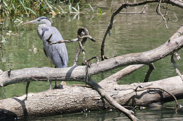 Reiher is resting | Fotos, Fotos kaufen,  Fotos von Stadt und Land, Fotos von Tieren. - Realisiert mit Pictrs.com