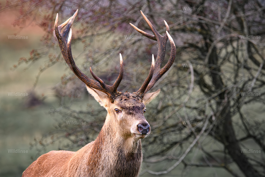 Wildlinse-231118-1 | Willkommen bei Wildlinse. Wildtierfotografien aus Schleswig-Holstein: Entdecke einzigartige Fine-Art-Prints und Poster, die Ruhe, Wildnis und die Schönheit unserer heimischen Tierwelt in dein Zuhause bringen. - Realisiert mit Pictrs.com