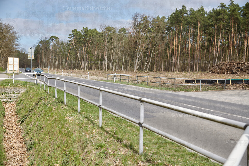 250412_TeslaWaldspaziergang_00029 | Vanessa Kleinwächter - Realisiert mit Pictrs.com