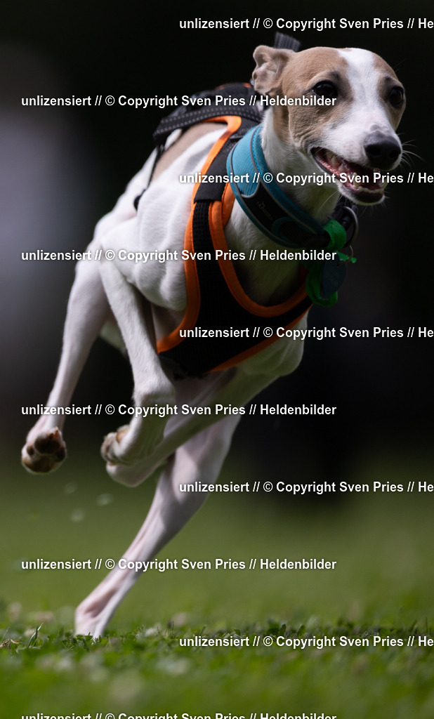 Sven Pries | 19. Allgemeines Hunderennen Karlsruhe Durlach - Realisiert mit Pictrs.com