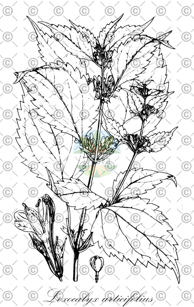 HistAbb_wfo-0000446255_1_ENZY_Simple | Historische Abbildung von Loxocalyx urticifolius - Lamiaceae | Historical Illustration of Loxocalyx urticifolius - Lamiaceae