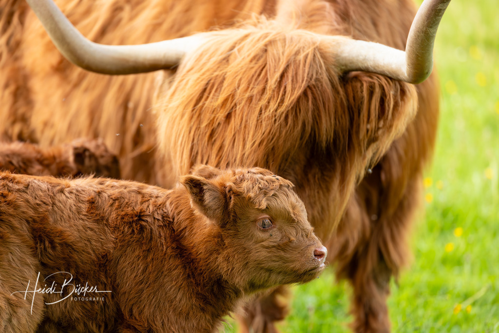 Schottisches Hochlandrind mit Kälbchen | Schottisches Hochlandrind mit Kälbchen - Realisiert mit Pictrs.com