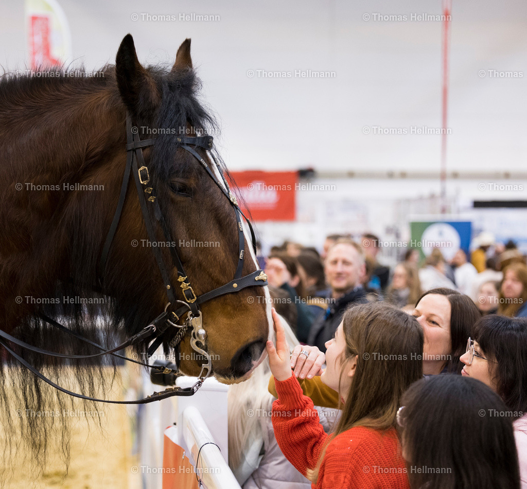 TH_Shirehorse_5919 | EQUITANA Essen 2023 am 19.01.22 in Essen, Thomas Hellmann, Shirehorse