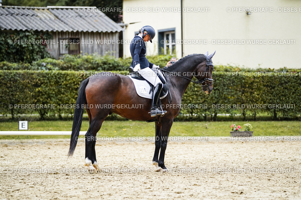 DSC09829 | Pferdegrafie