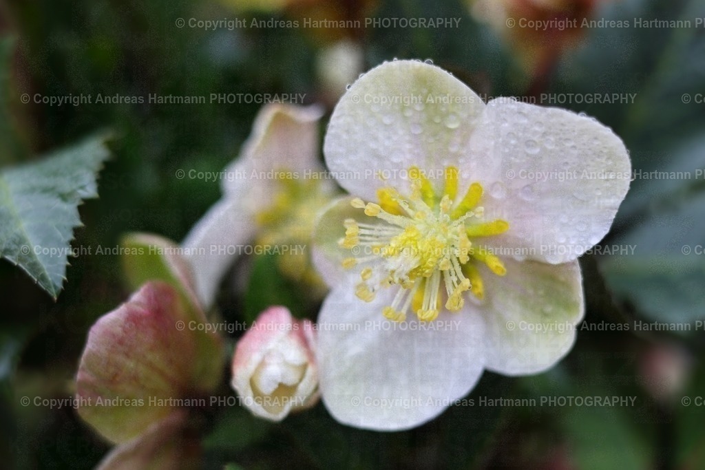 Christrose | Blüte Christrose im Regen - Realisiert mit Pictrs.com