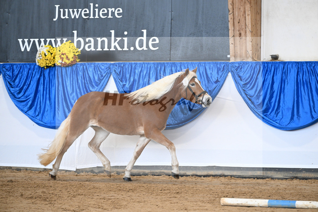 Bl. Band Kat-Nr. 7 Aruna vom Eulental v. Sternzauber_Schoenung_48251350 | hf-fotografie - Realisiert mit Pictrs.com