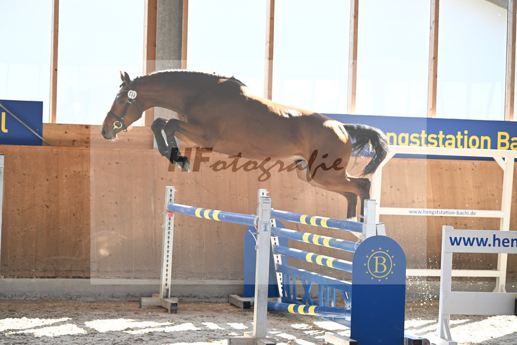 Kat-Nr. 58 Tares Z v. Taycan B_Schaedelbauer_14261663 | hf-fotografie - Realisiert mit Pictrs.com