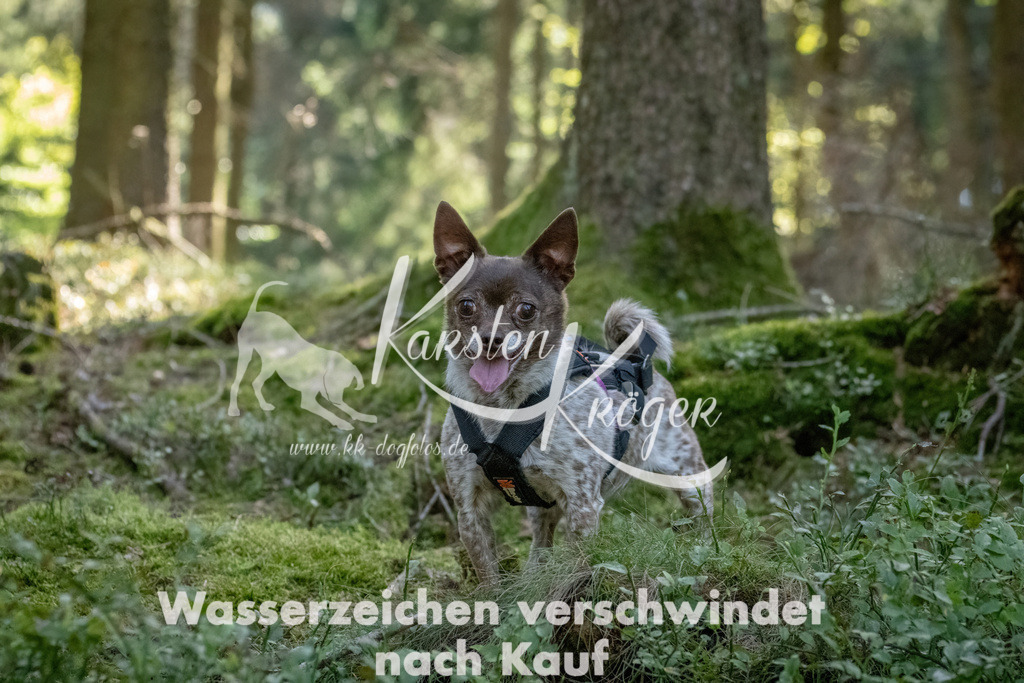 1222_ZZ94205 | kk-dogfotos