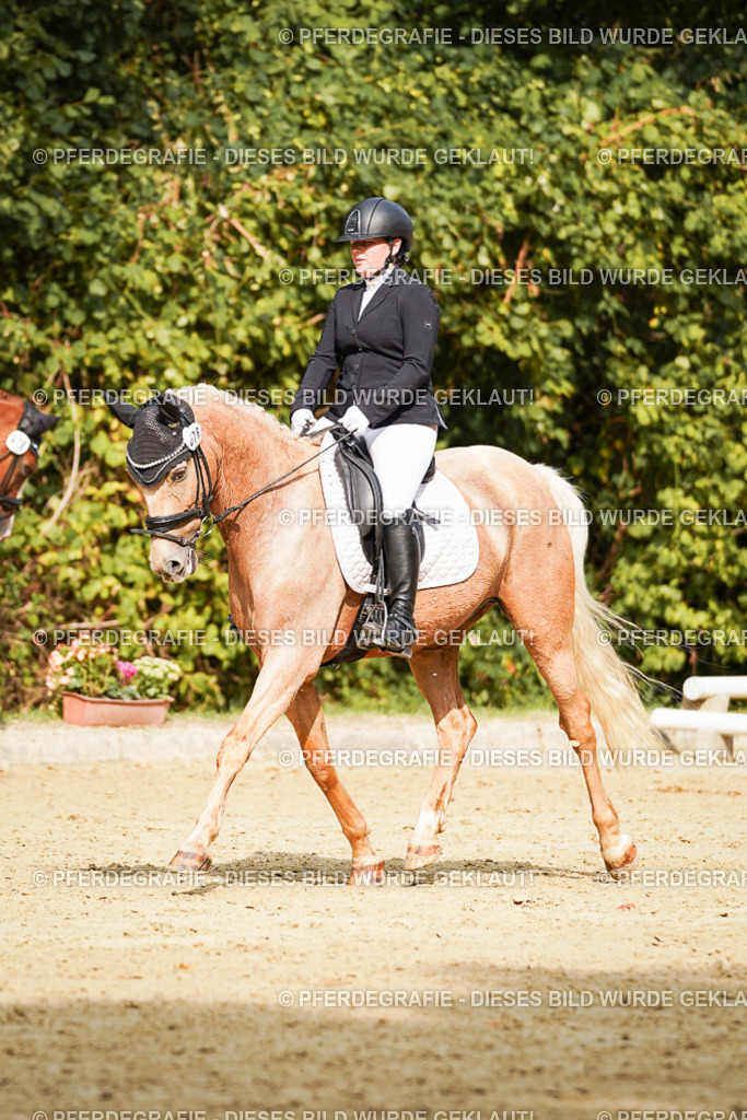 DSC03270 | Pferdegrafie