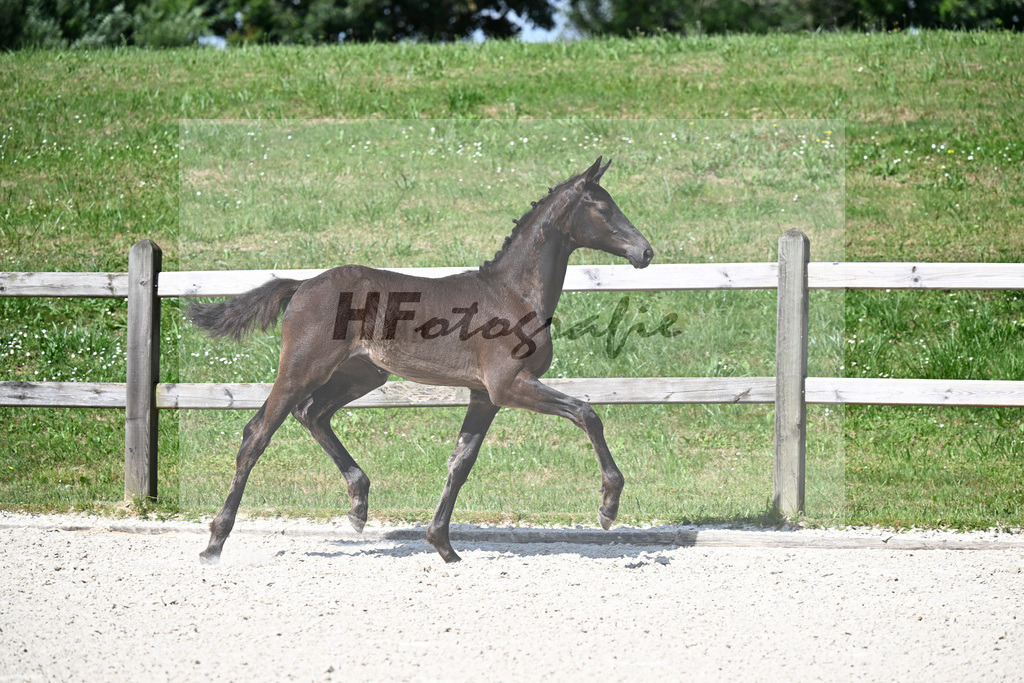 Kat-Nr. 4 Glamdale I WP x Fuersten-Look_SF_Waldner_15250146 | hf-fotografie - Realizzato con Pictrs.com
