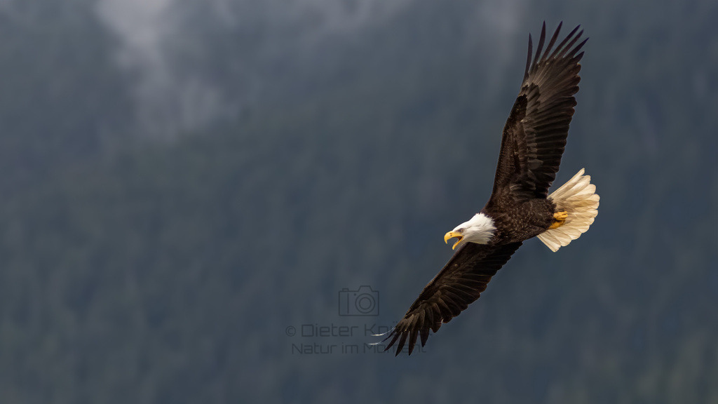 P1628217-Bearbeitet-2023-LR | Natur im Moment - Realisiert mit Pictrs.com