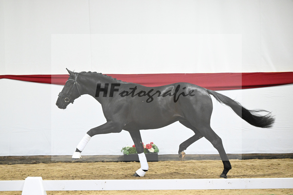 Kat-Nr. 12 v. Toto jr._Stal Brinkman_63220423 | hf-fotografie - Realizzato con Pictrs.com