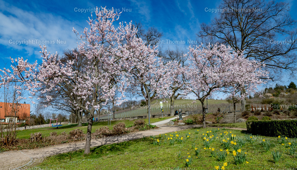 DSC_1362 | bbe,Stadtpark, Mandelblüte, Blickrichtung Kirchberg, ,, Bild: Thomas Neu