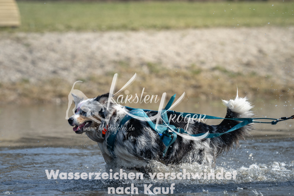 1139_ZZ95399-3 | kk-dogfotos