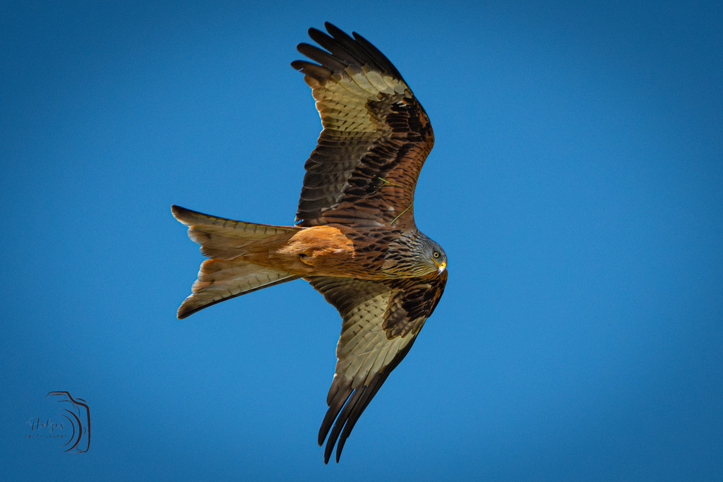 Rotmilan | Holzisphotography, Landschaftsfotografie, Wildlifefotogorafie - Realisiert mit Pictrs.com