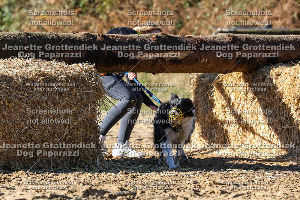 Dog Paparazzi - Strongdog 10-25-2255 | Dog Paparazzi Jeanette Grottendiek Fotografie & Videografie - Realisiert mit Pictrs.com