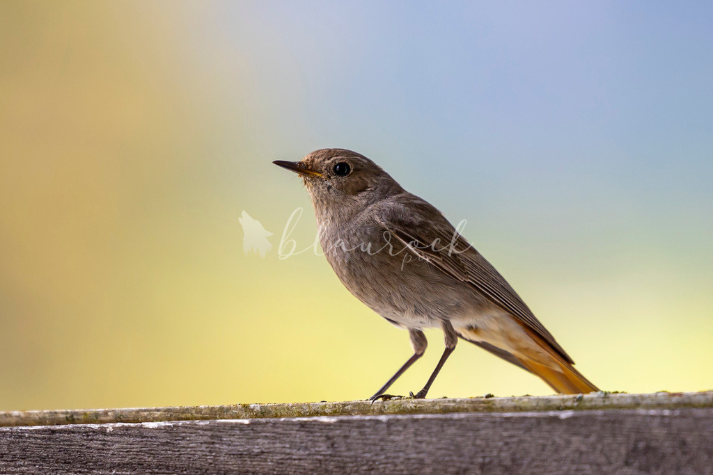 2J4A4322 | Sportbilder, Sportfotograf, Hochzeits- und Eventfotografin, Flugshows, Portraits und Tiershooting, Aviation, Downhill, Nationalleague, Swissleague, International