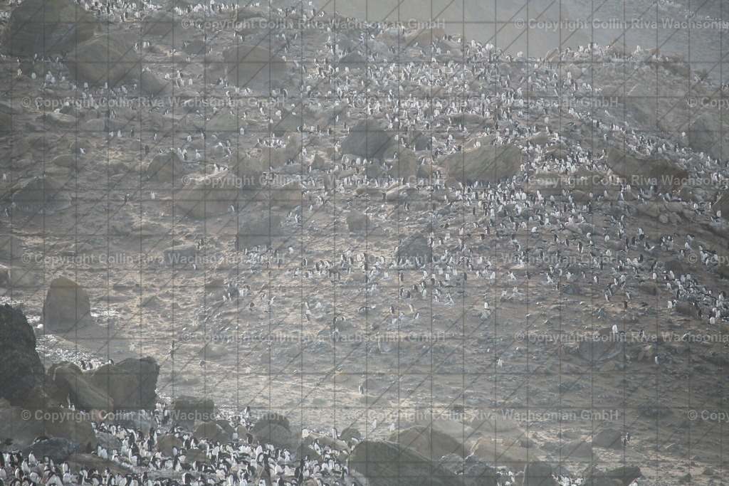 IMG_0039 | Antarktis / Antarctica - Realisiert mit Pictrs.com