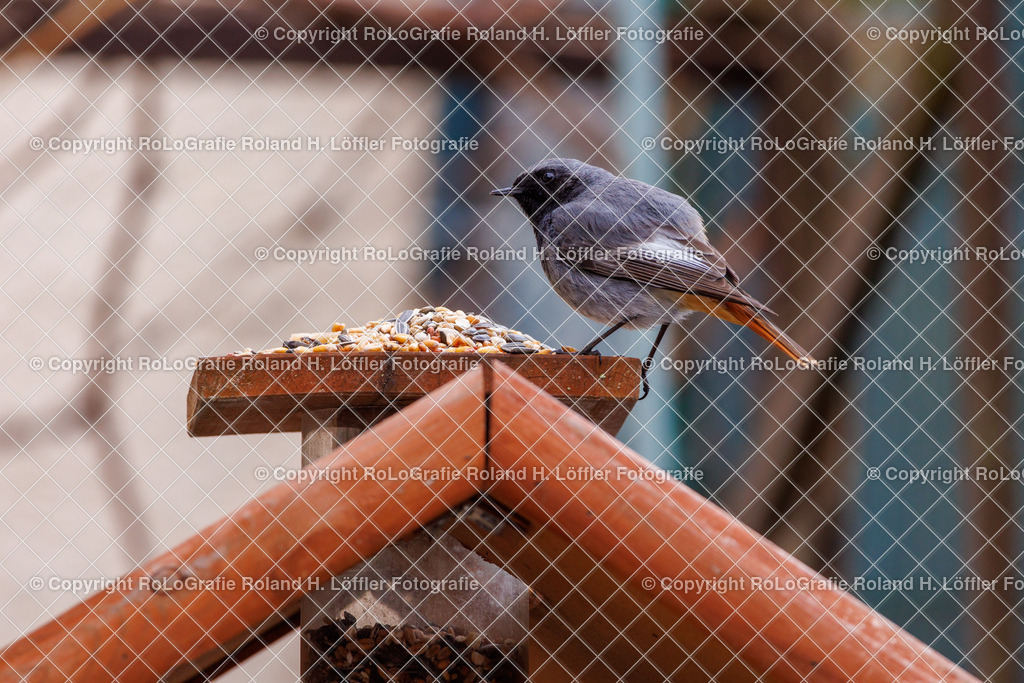 Wildvögel_12 | Singvogel in freier Natur im Garten - Realisiert mit Pictrs.com
