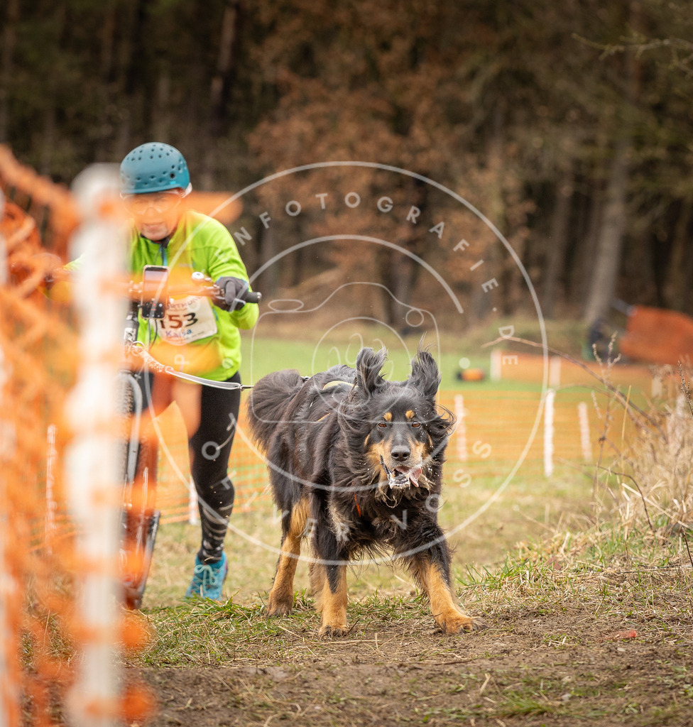 DV3A1653 | Hundefotografie, Tierfotograf, Pfotenfotografie, Fotoshooting Hund, Hunde Portrait, Hundesport, Hundeportraits, Heideshooting, Hunde, Sportfotograf, Hundefotograf, Turnierhundsport, THS,  - Realisiert mit Pictrs.com