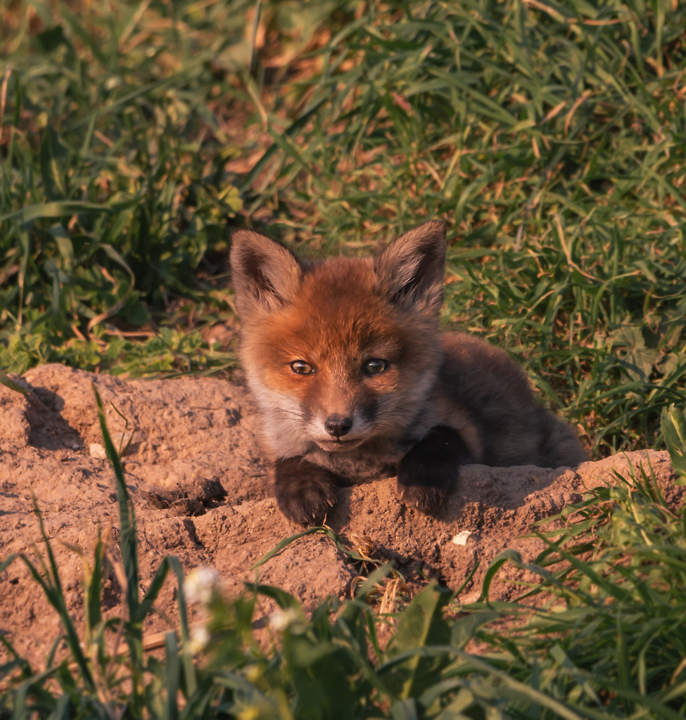 JungfuchsDruckjpg | galerie_naturfotografie - Realisiert mit Pictrs.com
