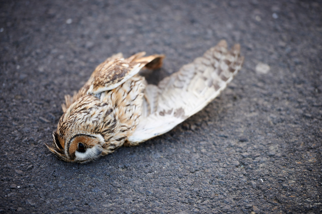 Tote Eule auf der Strasse | , Austria - October 31, 2015: Tote Eule auf der Strasse. - Realisiert mit Pictrs.com