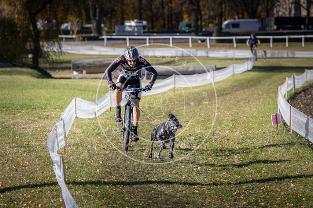CaniXpix_DV3A5673 | Hundefotografie, Tierfotograf, Pfotenfotografie, Fotoshooting Hund, Hunde Portrait, Hundesport, Hundeportraits, Heideshooting, Hunde, Sportfotograf, Hundefotograf, Turnierhundsport, THS,  - Realisiert mit Pictrs.com
