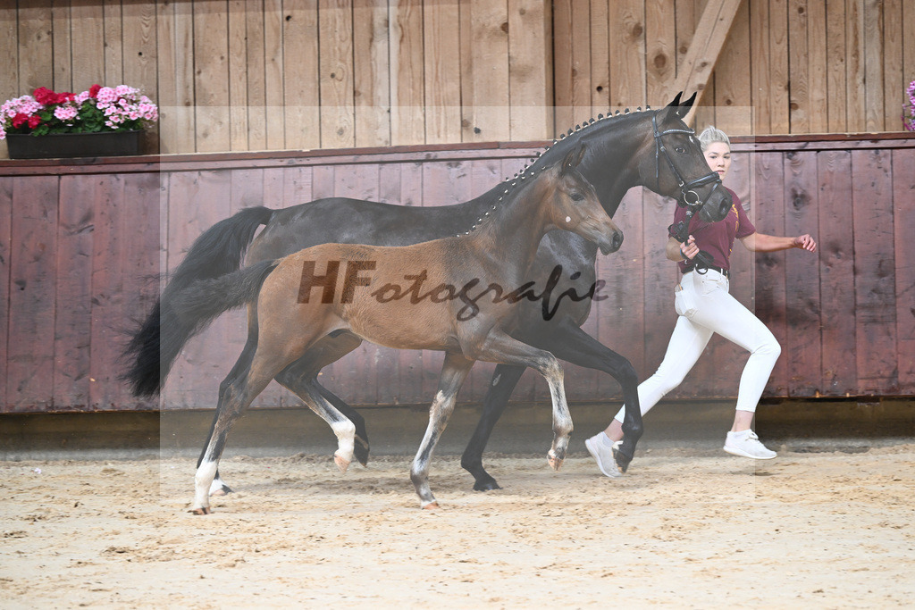 Kat-Nr. 3 HF Shu Fu_Sepp_26230036 | hf-fotografie - Realisiert mit Pictrs.com