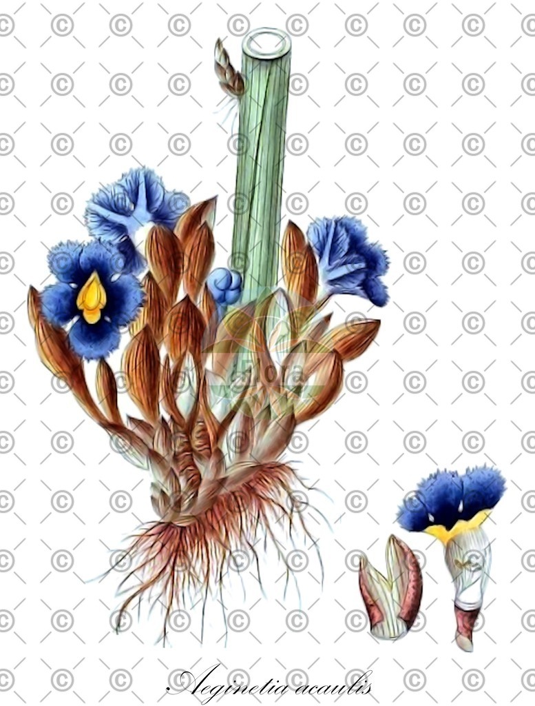 HistAbb_wfo-0000521502_1_ENZY_Simple | Historische Abbildung von Aeginetia acaulis - Orobanchaceae | Historical Illustration of Aeginetia acaulis - Orobanchaceae