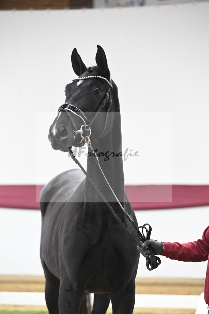 Kat-Nr. 61 Florent Blue Hors x St. Moritz Junior_ZG Kube u Holder_47252271 | hf-fotografie - Realisiert mit Pictrs.com