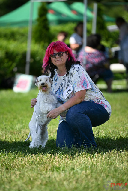 Dogshow CACIB Samstag in Aarau | Dogshow CACIB Samstag in Aarau. 24.06.2023 Foto: LeoWyden