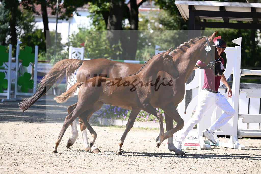 Praesentation Auktionsfohlen_36230257 | hf-fotografie - Realisiert mit Pictrs.com