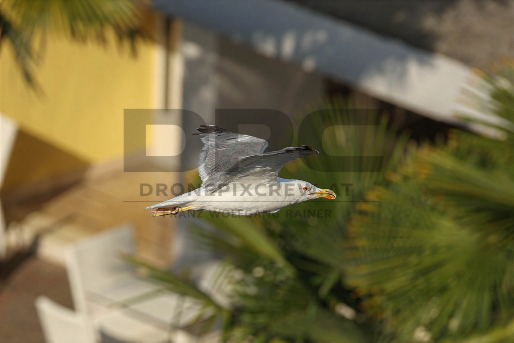 Yellow-legged Gull (Larus michahellis) | Yellow-legged Gull (Larus michahellis), a large gull species commonly found along Mediterranean coasts, rocky shorelines, harbours and coastal areas. - Realisiert mit Pictrs.com