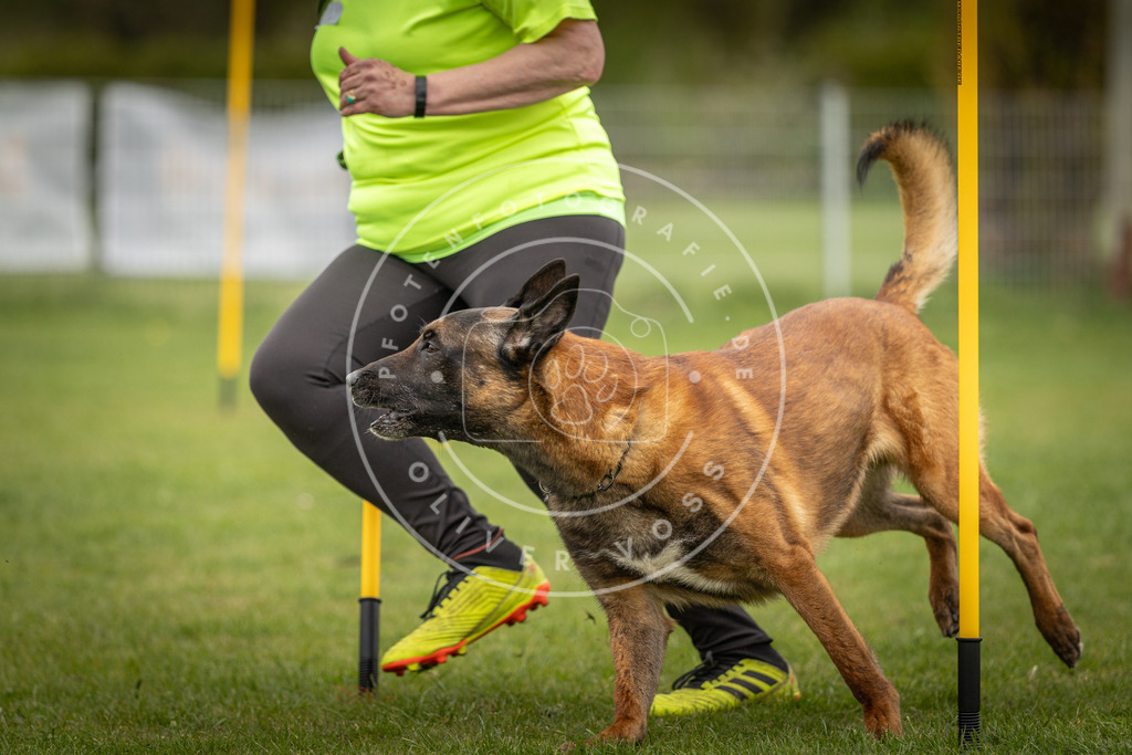 Pfotenfotografie_DV3A9555 | Hundefotografie, Tierfotograf, Pfotenfotografie, Fotoshooting Hund, Hunde Portrait, Hundesport, Hundeportraits, Heideshooting, Hunde, Sportfotograf, Hundefotograf, Turnierhundsport, THS,  - Realisiert mit Pictrs.com