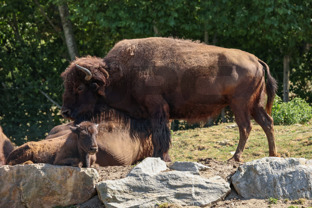 Bisons at Tierpark Herberstein // Bisons im Tierpark Herberstein | Bisons at Tierpark Herberstein in Styria, Austria. The scene shows the powerful animals in their enclosure and highlights their impressive appearance, calm presence and natural behavior in the zoo environment. // Bisons im Tierpark Herberstein in der Steiermark, Österreich. Die Szene zeigt die kraftvollen Tiere in ihrem Gehege und hebt ihr eindrucksvolles Erscheinungsbild, ihre ruhige Präsenz und ihr natürliches Verhalten im Tierpark hervor. - Realisiert mit Pictrs.com