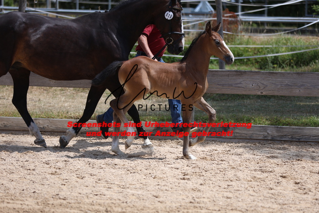 Fohlenschau_Schwäbisch_Hall_springbetonte_Fohlen_KN 20_4 | lmwpictures - Realisiert mit Pictrs.com