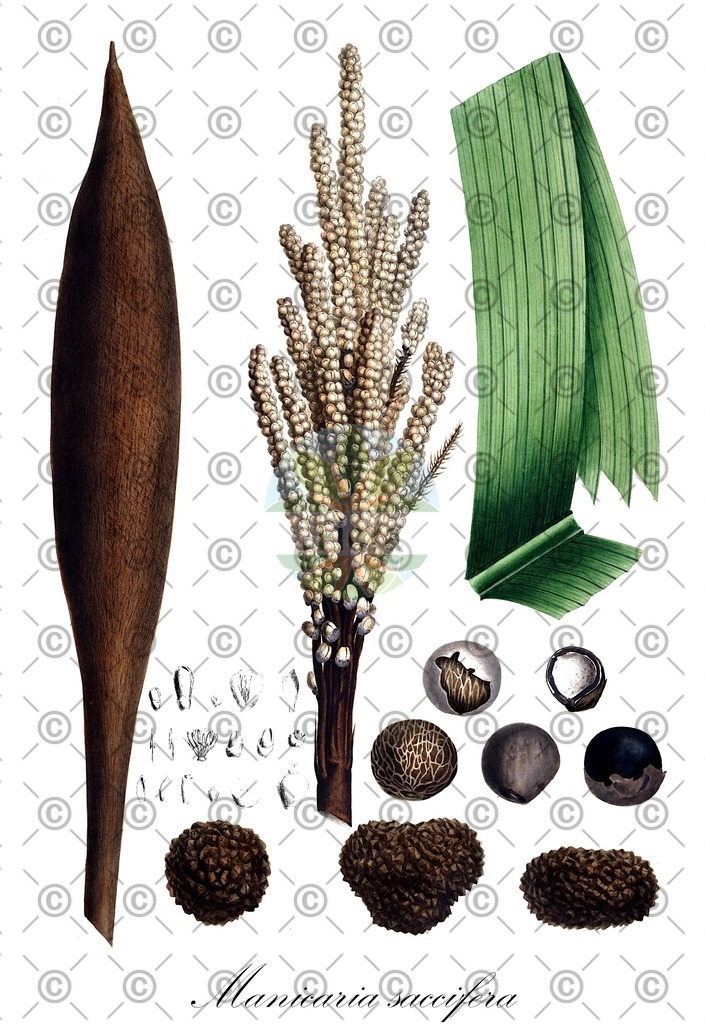 Histabb_WFO_wfo-0000235507_SRC_Koehler_1887_SIMPLE | Historische Abbildung von Manicaria saccifera - Arecaceae | Historical Illustration of Manicaria saccifera - Arecaceae