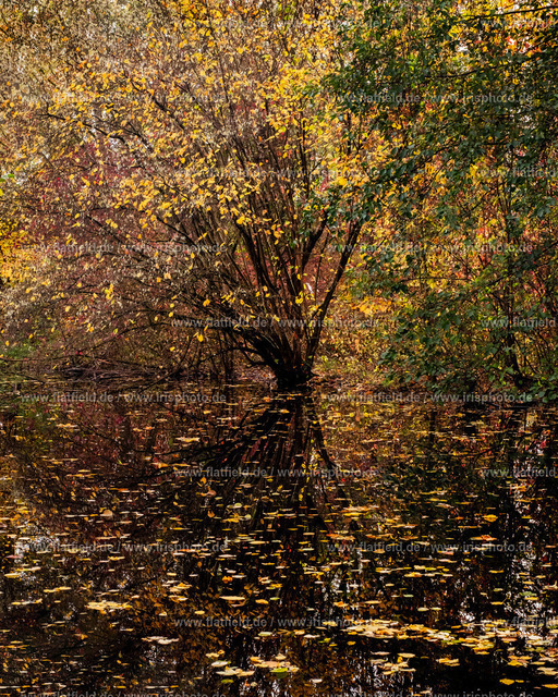 Mühlteich im Herbstwald | Naturfoto | In Okriftel / Hattersheim