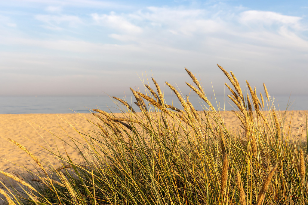 Wandbild: Goldenes Abendlicht im Strandhafer am Ostseestrand | Dieses Wandbild zeigt Strandhafer, der im warmen Licht des Abendrots über einer sanften Düne steht. Die goldenen Halme leuchten im tiefen Sonnenlicht und bilden einen harmonischen Kontrast zum hellen Sand. Dahinter liegt das ruhige Meer, das die warmen Farbtöne des Himmels zart aufnimmt. Die Szene wirkt friedlich, klar und natürlich – ein Moment, der die stille Schönheit eines Küstenabends einfängt. Ein Wandbild, das Wärme, Ruhe und die besondere Stimmung eines maritimen Sonnenuntergangs in jeden Raum bringt. - Realisiert mit Pictrs.com