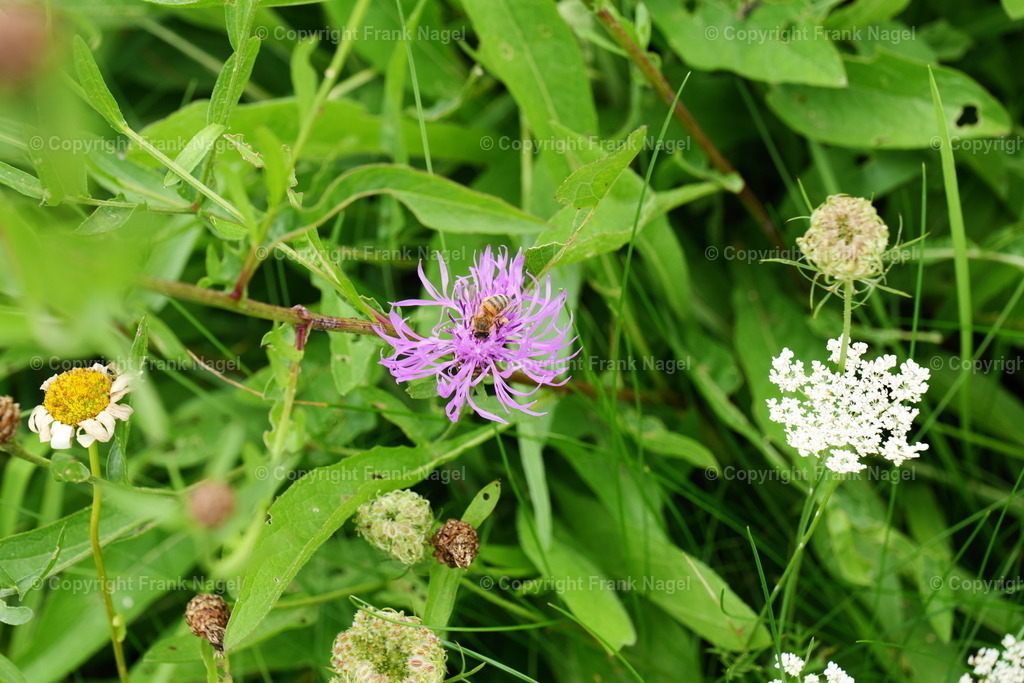 Wiesenflockenblume mit Honigbiene | Honigbienen (Apis mellifera) sind soziale Insekten und gehören zur Familie der Echten Bienen (Apidae). Sie spielen eine entscheidende Rolle in der Bestäubung von Pflanzen und sind für die Produktion von Honig und Bienenprodukten unverzichtbar. Die Wiesenflockenblume ist eine wichtige Nahrungsquelle für viele Insekten, insbesondere für Schmetterlinge, Honigbienen und Hummeln. Sie ist eine Heilpflanze. - Realisiert mit Pictrs.com