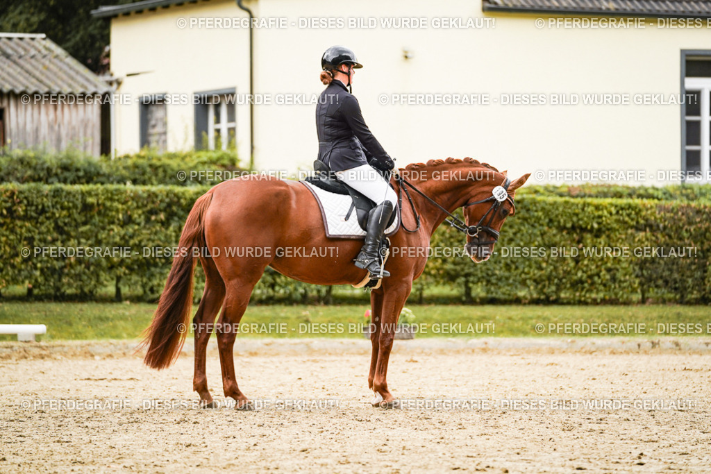 DSC08173 | Pferdegrafie