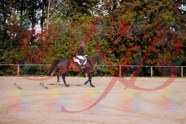 2026_10_03_Siefer-Hof_143956_Z81_10503127 | Professionelle Reitsport-, Turnier- und Eventfotografie von Robert Broda. Galerien mit ausgewählten und bearbeiteten Bildern direkt online ansehen und bestellen.