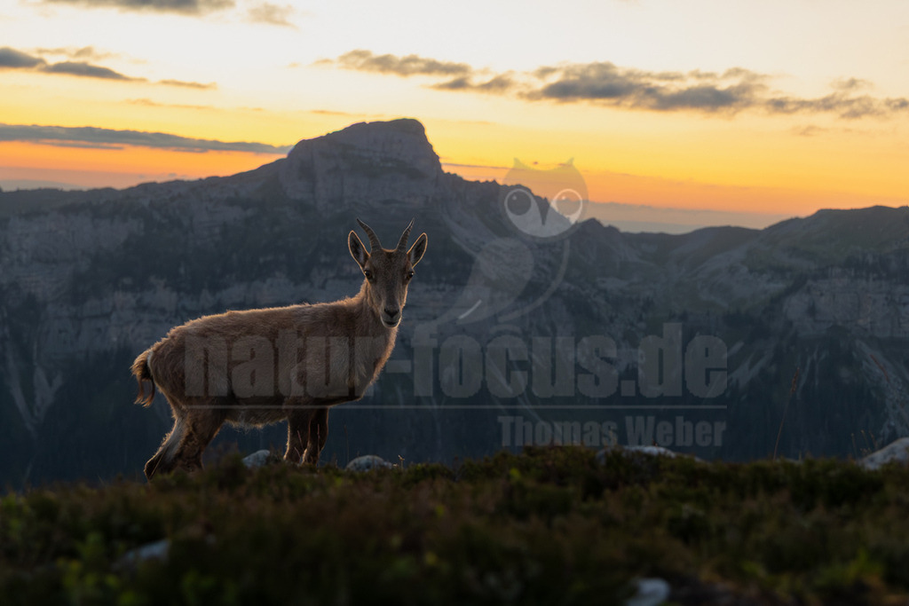 R6NF3254_20250709 | Ein junger Steinbock (Capra ibex) steht auf einem grasbewachsenen Bergrücken und blickt direkt in die Kamera. Sein braunes Fell ist vom warmen Licht des Sonnenuntergangs beleuchtet, während der Hintergrund von dunklen, schroffen Bergen und einem leuchtend orange-gelben Himmel mit einigen Wolken dominiert wird. Es sind keine weiteren Interaktionen mit anderen Tieren zu beobachten; der Steinbock wirkt aufmerksam und ruhig in seiner alpinen Umgebung. - Realisiert mit Pictrs.com