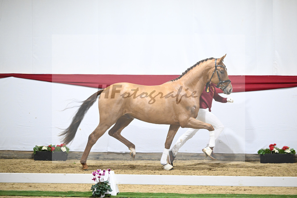 Kat-Nr. 59 v. Viva Gold_Casper u Eulich_63221716 | hf-fotografie - Realisiert mit Pictrs.com