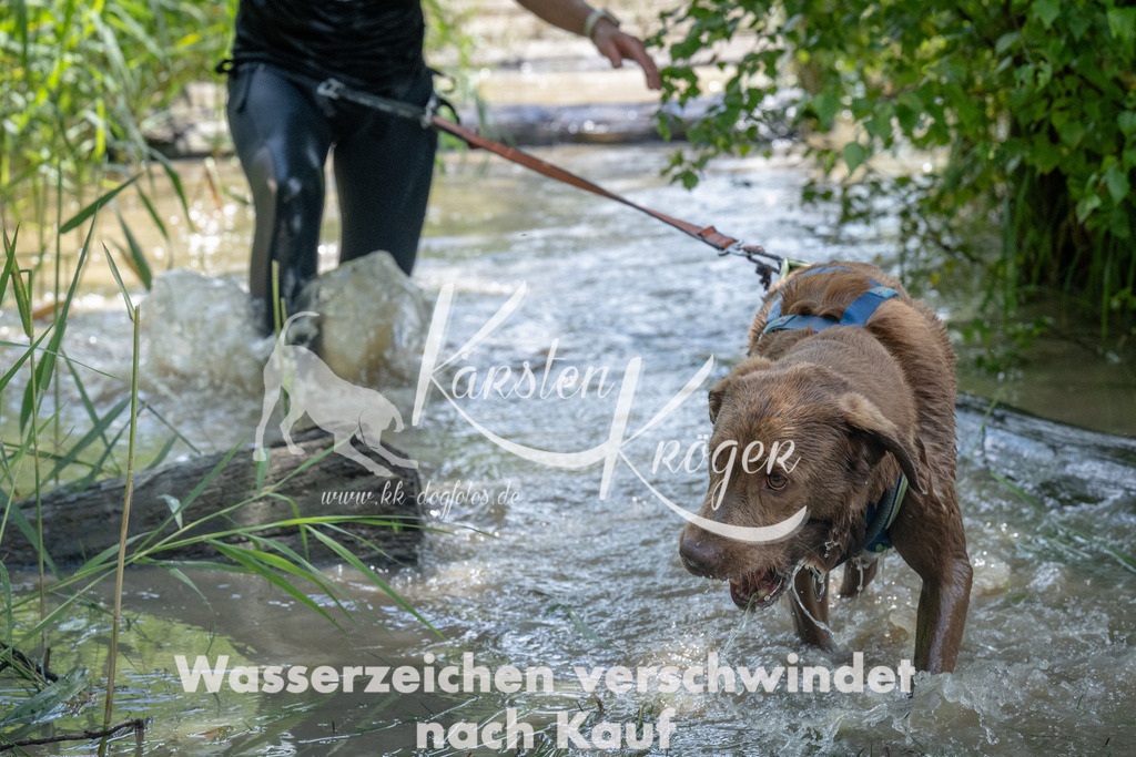 1433_ZZ90239 | kk-dogfotos