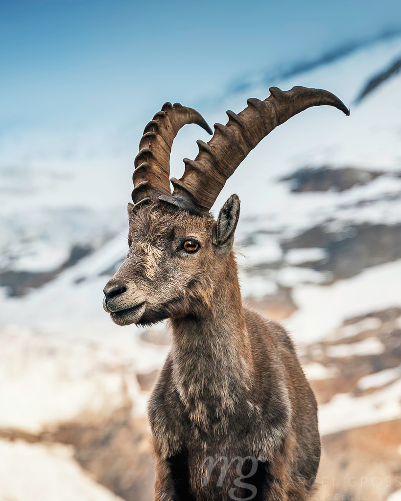 group of alpine ibex in front of a glacier, Grindelwald | Die ideale Geschenkidee für Naturliebhaber. Naturbilder von Marcel Gross Photography für ihr Zuhause in den verschiedensten Formaten und Materialien. - Realisiert mit Pictrs.com