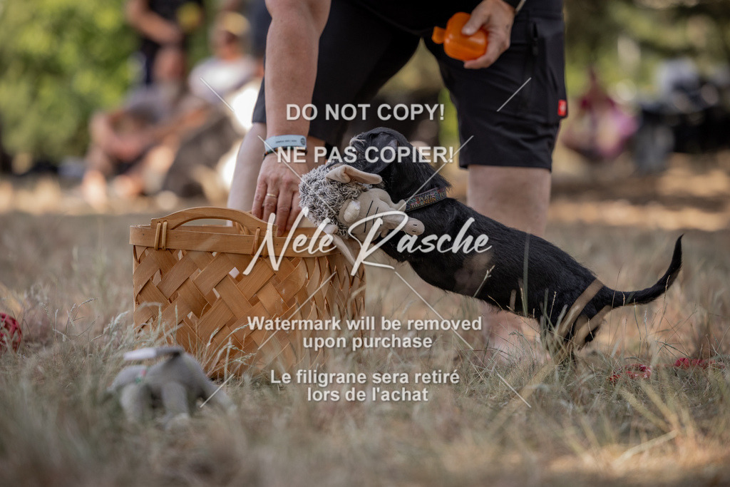 nelerasche_soDD2_15 | nelerasche