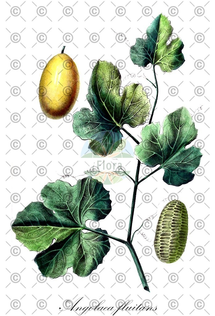 HistAbb_wfo-0000536542_423_ENZY_Simple | Historische Abbildung von Angolaea fluitans - Podostemaceae | Historical Illustration of Angolaea fluitans - Podostemaceae